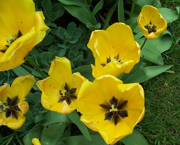 [Large Golden Yellow Tulips[2].jpg]