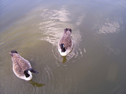 Canada geese - two-by-two