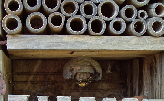 Wasp repairing nest