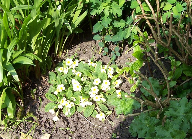[Primrose (primula vulgaris) - English perennial[3].jpg]