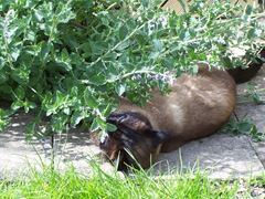 Cat high on catmint