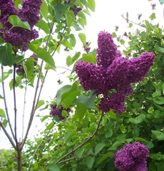 Lilac - purple