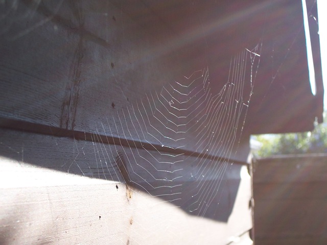 [Spider's web[4].jpg]
