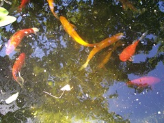 Fish in the pond - Golden Orfe, Goldfish and Golden Tench