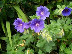 Crane's-bill - Blue geranium