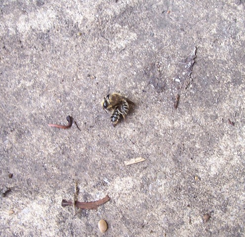[New attack Leaf-cutter bee2[4].jpg]
