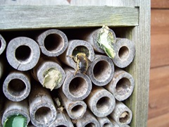 Leaf-cutter bee - scraping out a new chamber