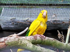 Chile - very rare macaw
