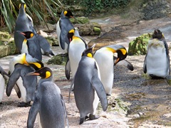 Close up group of King Penguins