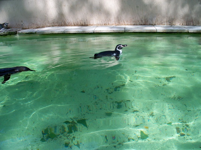 [Humbold Penguins  swimming[4].jpg]