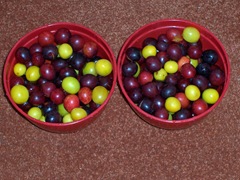 Wild plums - red and yellow