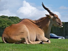 Eland buck (male) - the largest antelope species - African