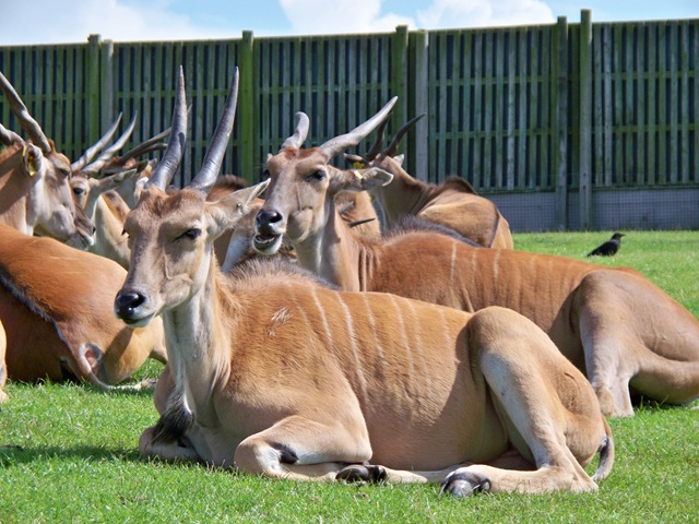 [Eland - group of does (females) - the largest antelope - African[4].jpg]