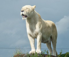 White lion - lone female