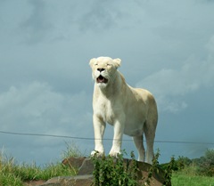 White lion - female queen