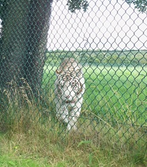 White tiger - front facing