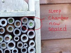 Leaf-cutter bee - sleep chamber now finally sealed