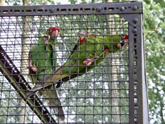 very loud macaws