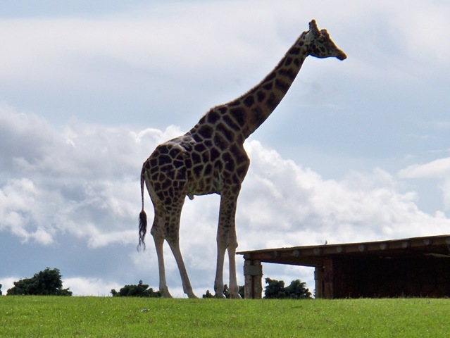 [Male giraffe - in the distance[4].jpg]