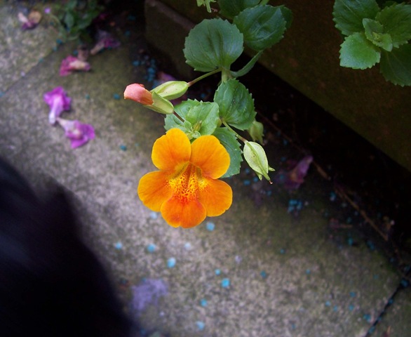 [Orange Sorbet Monkey Musk - Monkey Flower - Mimulus[4].jpg]