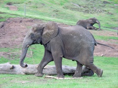 Elephant playing with a stick at West Midland Safari Park