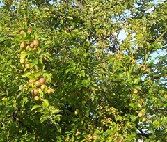 Two sizes of Crabb apples on the same tree
