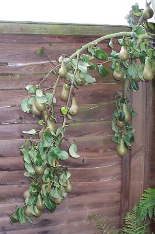 [Conference Pear Tree branch[4].jpg]