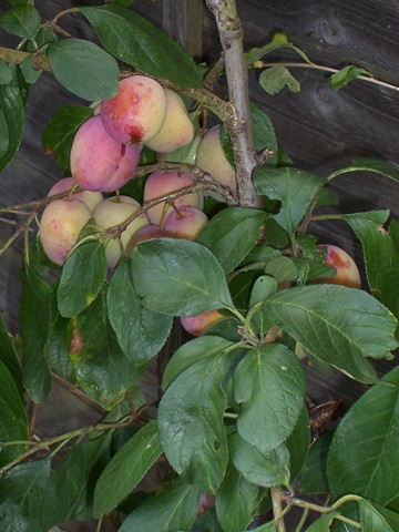 [Baby plum tree - plum tucker[4].jpg]