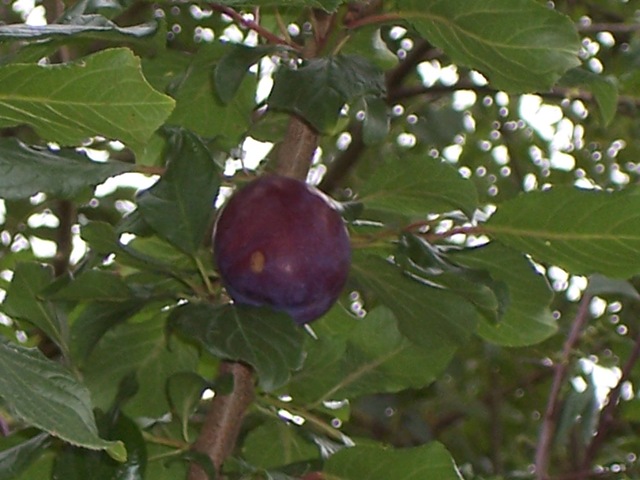 [A very large solitary English plum - the only fruit on the tree - September 2009[4].jpg]