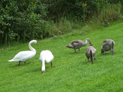 Swans - the cob facing the camera, the pen facing her cygnets
