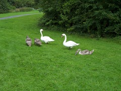 Swans - three cygnets with the cob and pen - their father and mother