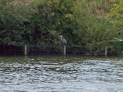 Grey Heron ... stalking