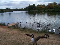 Arrow Valley - Canada Goose in foreground - Late September - evening
