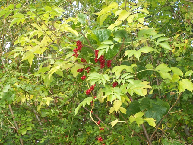 [White Bryony - berries[4].jpg]