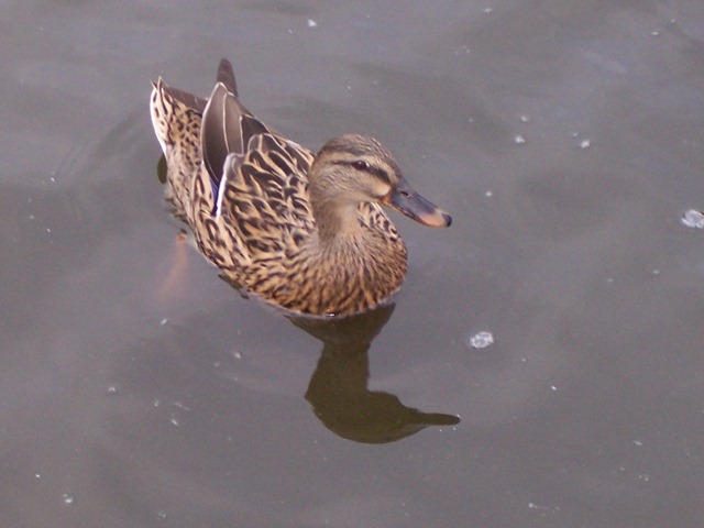 [Mallard female or duck[4].jpg]