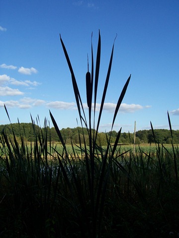 [Great Reedmace which is also called Bulrush - taken at twilight or dusk at Ipsley, Redditch, Worcestershire, England - height approx 8 feet[4].jpg]