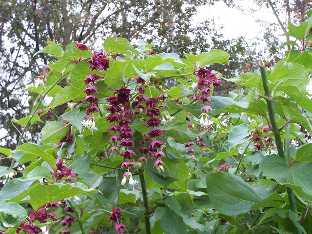 [Pheasant berry - Himalayan honeysuckle, Leycesteria formosa, Himalayan nutmeg, Flowering nutmeg[4].jpg]