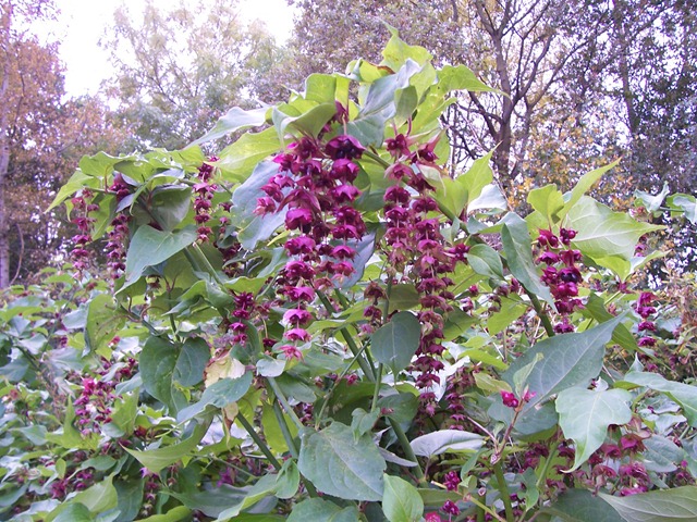 [Himalayan honeysuckle. Pheasant berry, Himalayan nutmeg, Flowering nutmeg, Leycesteria formosa ... Purple shrimp flower[4].jpg]
