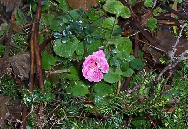 [Miniature rose - 2.12.09 after a frosty night[4].jpg]