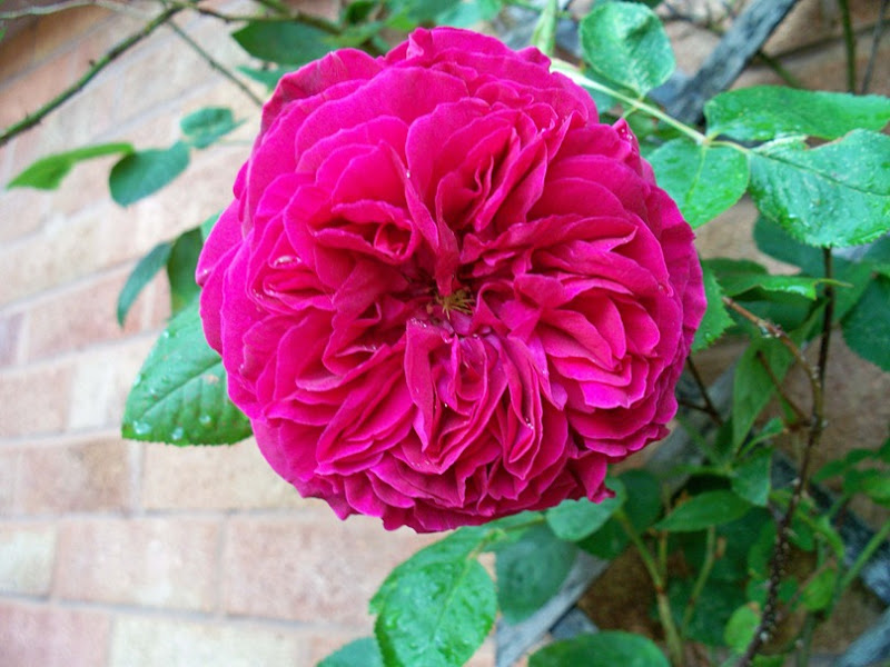 Red rose - smells of Turkish delight