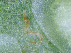 Lady Fern - close up of under side of leaf frond