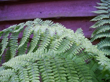 Lady Fern - after rain shower in the early evening