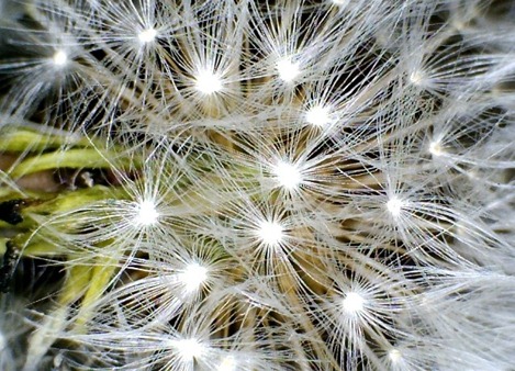 Dandelion seed head close up