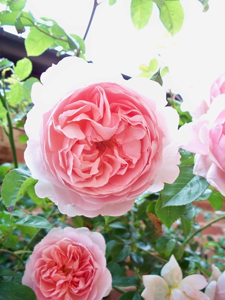 Rambling rose - pink and sweet