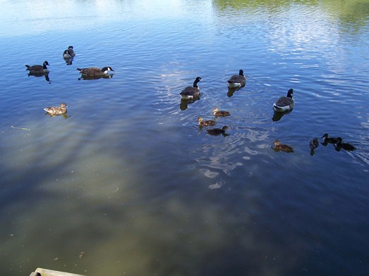 Mallard ducklings swimming with Canada geese