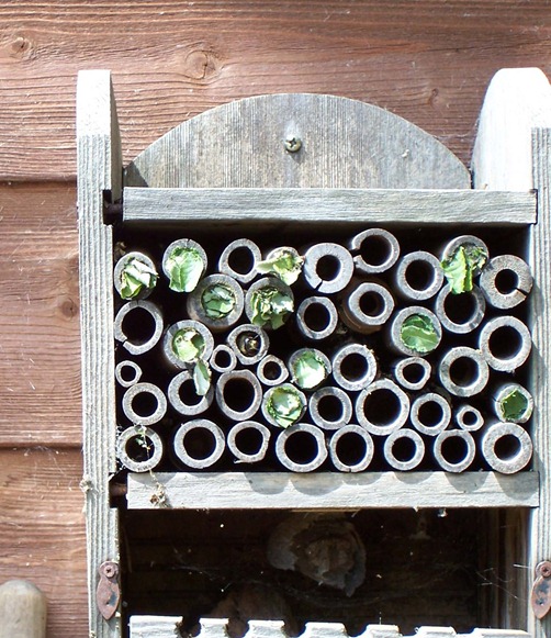 Pole plugging by leaf-cutter bees