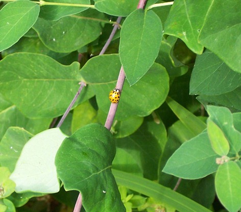 Harlequin ladybird 1
