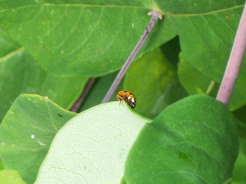 Harlequin ladybird underneath 1
