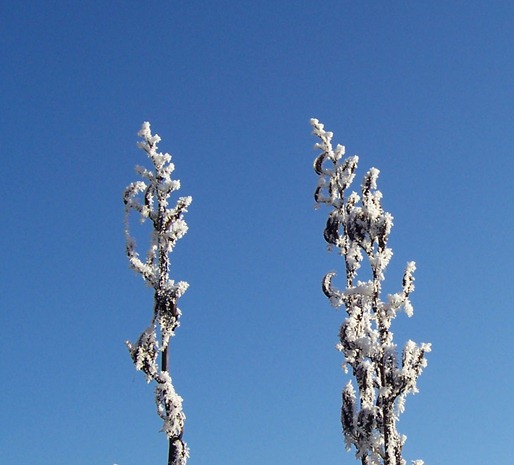 New Zealand Flax - dead flowers covered in hoarfrost