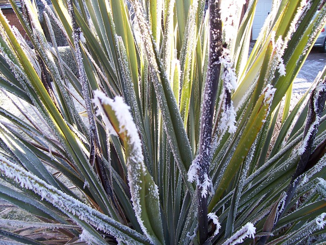 [New Zealand Flax plant covered in hoarfrost[6].jpg]
